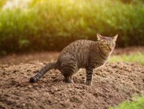 用16便士来阻止猫在你的花园里拉屎，你的花会喜欢的