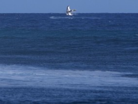 在塔希提岛的巴黎奥运会冲浪半决赛中，鲸鱼被突破